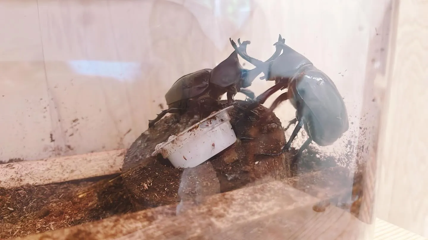 三代目カブタックたちが、