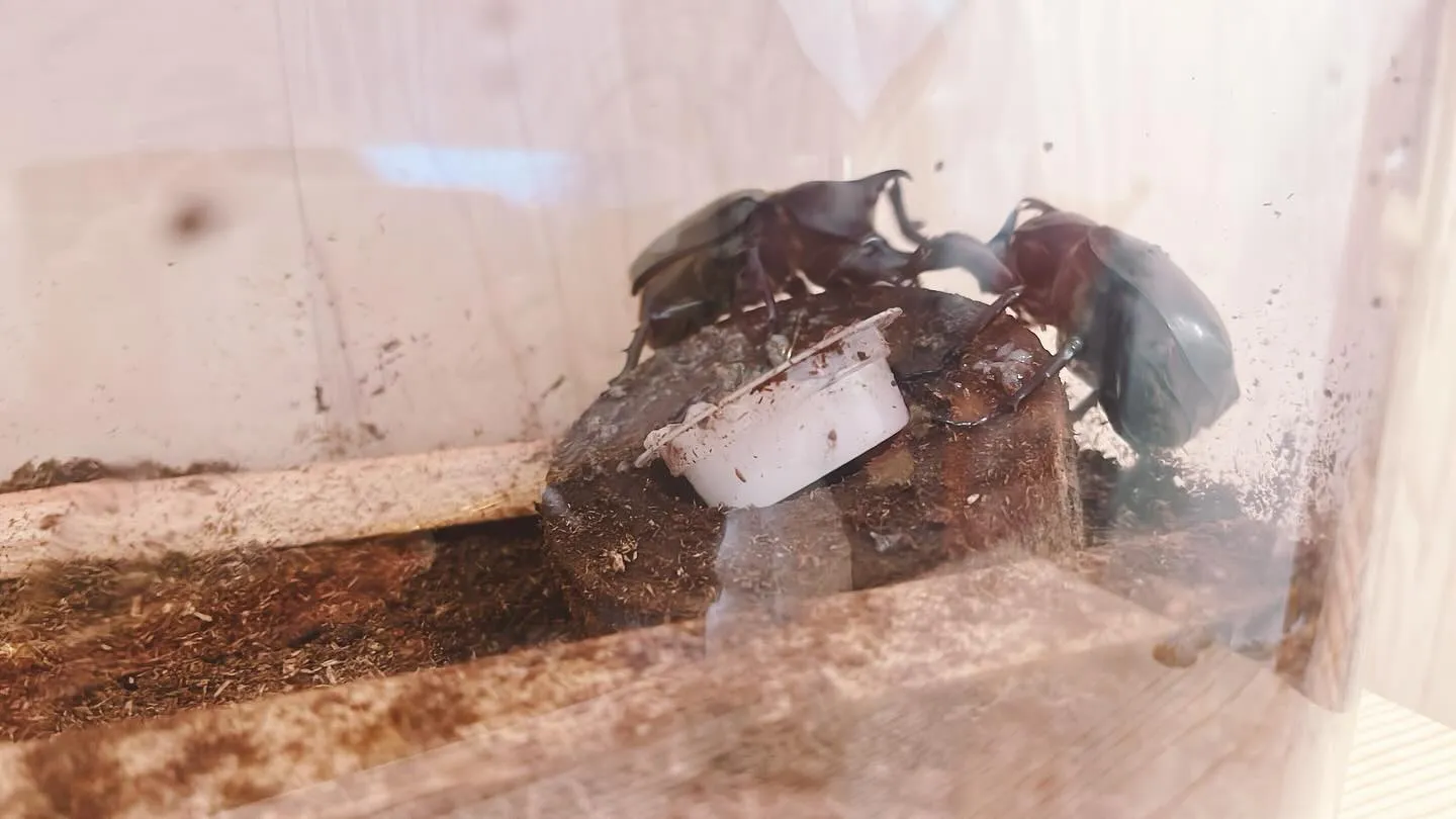 三代目カブタックたちが、