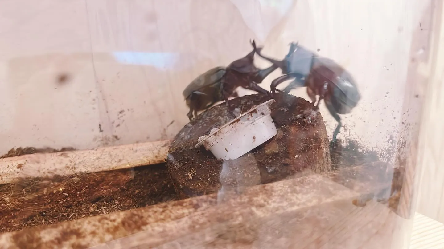 三代目カブタックたちが、