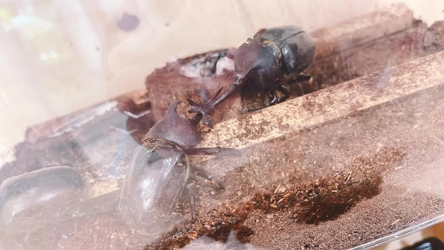 三代目カブタックたちが、