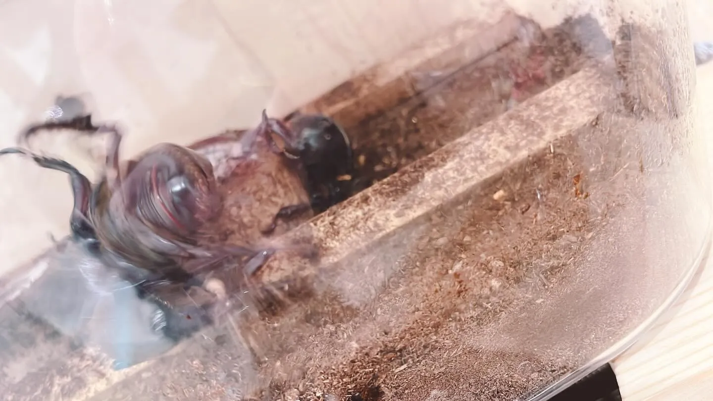 三代目カブタックたちが、